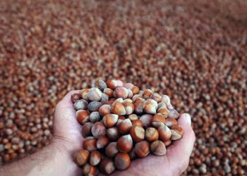 Dolunun vurduğu fındıkta yüzde 25 rekolte kaybı bekleniyor