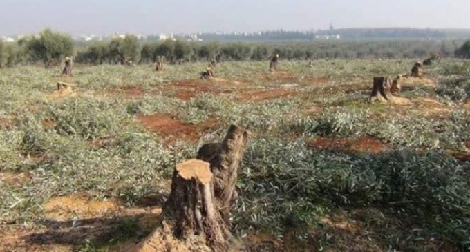 Efrîn zeytinlerinin yağmalanmasının araştırılması istendi