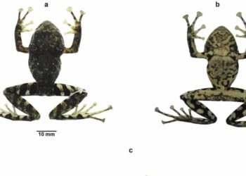 Ekvador'da bulunan kurbağa türüne Led Zeppelin grubunun ismi verildi