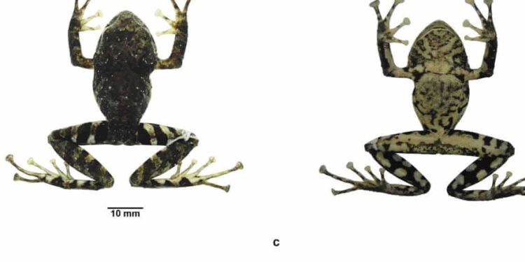 Ekvador'da bulunan kurbağa türüne Led Zeppelin grubunun ismi verildi