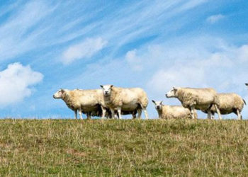 Hollanda'da yeni hayvan hakları yasası kabul edildi, Tarım Bakanı ve hayvan üreticileri tepkili