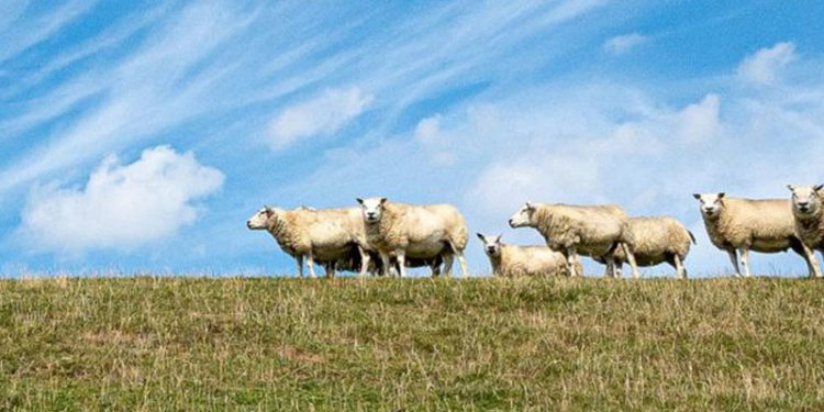 Hollanda'da yeni hayvan hakları yasası kabul edildi, Tarım Bakanı ve hayvan üreticileri tepkili
