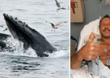 Kambur balinanın tümüyle yuttuğu adam mucizevi şekilde kurtuldu: "30-40 saniye içinde kaldım"