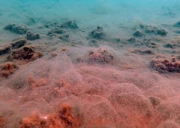 Prof. Sarı dalış g&ouml;r&uuml;nt&uuml;lerini paylaştı: Deniz dibindeki s&uuml;ngerlerin hepsi &ouml;lm&uuml;ş