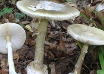 Prof. Türkekul'den 'ikiz' mantar uyarısı: Ülkemizde ölümlere neden olan da genellikle bu mantardır