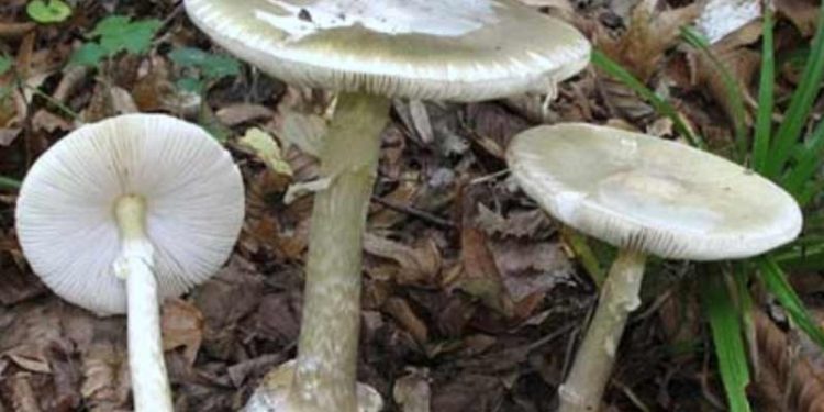 Prof. Türkekul'den 'ikiz' mantar uyarısı: Ülkemizde ölümlere neden olan da genellikle bu mantardır