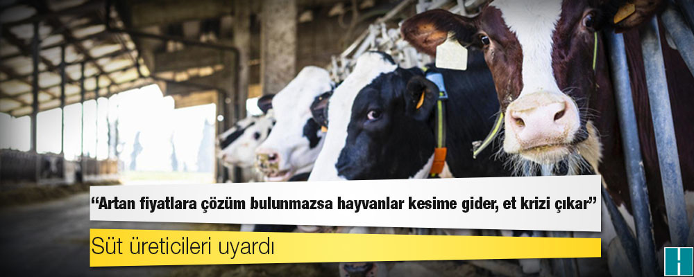 Süt üreticileri uyardı: Artan fiyatlara çözüm bulunmazsa hayvanlar kesime gider, et krizi çıkar!