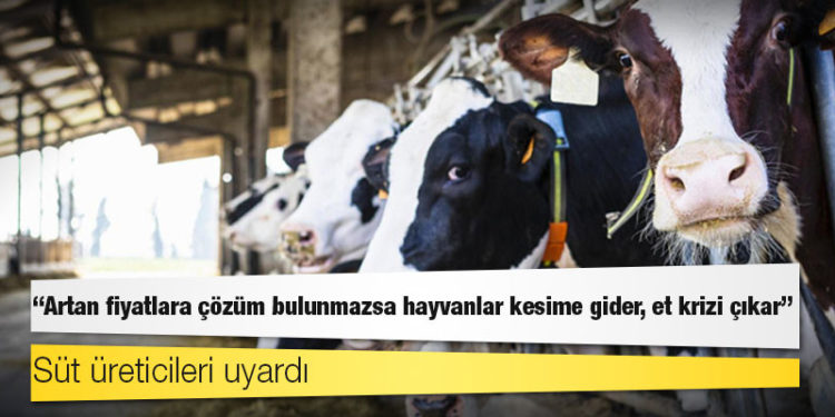 Süt üreticileri uyardı: Artan fiyatlara çözüm bulunmazsa hayvanlar kesime gider, et krizi çıkar!