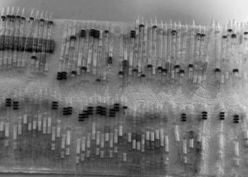 Sınırda, 110 tüp yılan zehiri ve 120 arıyla yakalandı