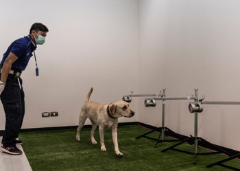 Tayland'da Covid-19'u tespit etmek için köpekler kullanılmaya başlandı