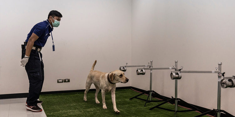 Tayland'da Covid-19'u tespit etmek için köpekler kullanılmaya başlandı