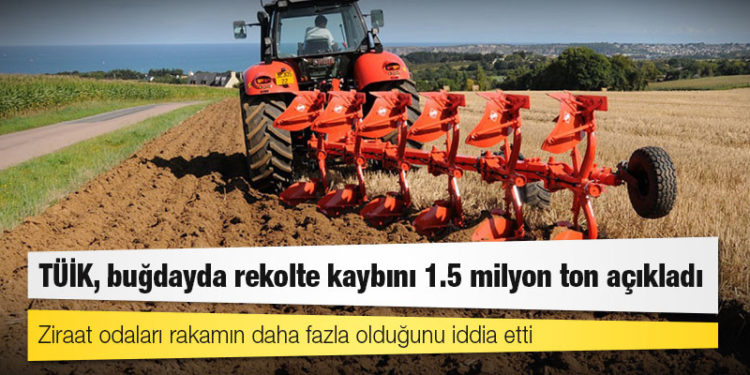 TÜİK, buğdayda rekolte kaybını 1.5 milyon ton açıkladı; ziraat odaları rakamın daha fazla olduğunu iddia etti