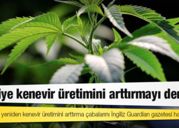 Türkiye kenevir üretimini arttırmayı deniyor