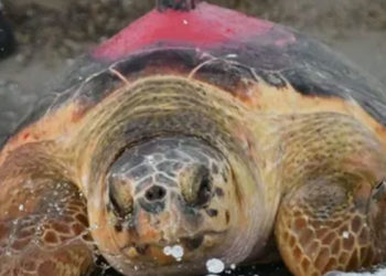 Uydudan izlenen caretta caretta 296 günde Antalya'dan Tunus'a ulaştı