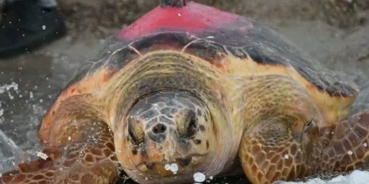 Uydudan izlenen caretta caretta 296 günde Antalya'dan Tunus'a ulaştı