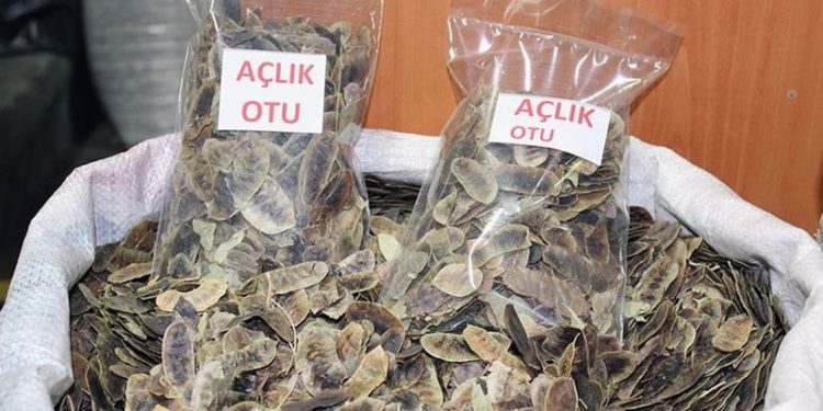 Uzmandan zayıflamak için 'açlık otu' tüketenlere uyarı