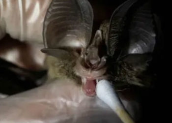 Yarasalarda 24 yeni korona virüsü tipi keşfedildi