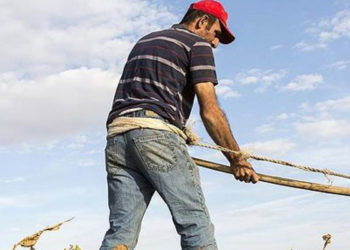 Ziraat Mühendisleri Odası Başkanı Suiçmez: Çiftçilerin borcu 205 milyar TL'yi aştı