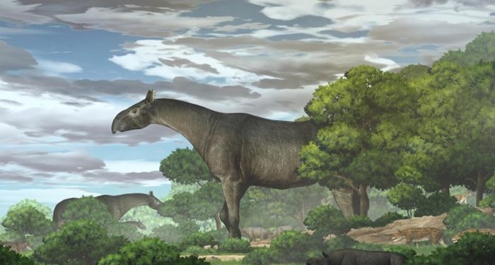 Zürafadan uzun, ‘nesli tükenmiş’ gergedan türü bulundu