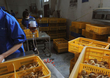 Çin'de kuş gribinin H10N3 türü, ilk kez bir insanda tespit edildi!