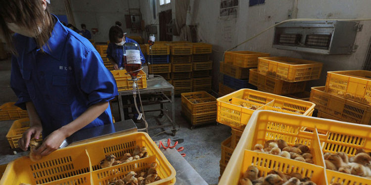 Çin'de kuş gribinin H10N3 türü, ilk kez bir insanda tespit edildi!