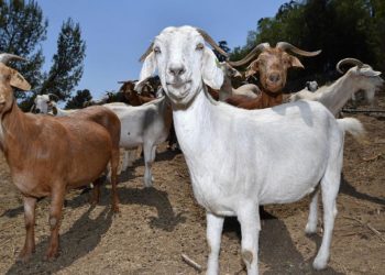 Orman yangınlarının dört ayaklı itfaiye erlerinden alevlere karşı çevreci ve etkili yardım
