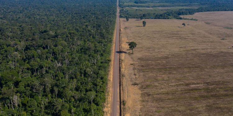 Amazon bölgesinde yılın ilk altı ayında 3 bin 600 km karelik ormanlık alan yok oldu
