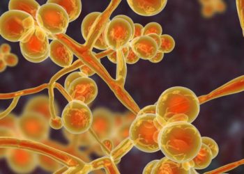 ABD’de yayılan, ilaçlara dirençli ‘Candida auris’ mantar hastalığı nedir?