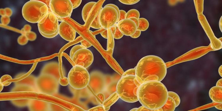 ABD’de yayılan, ilaçlara dirençli ‘Candida auris’ mantar hastalığı nedir?