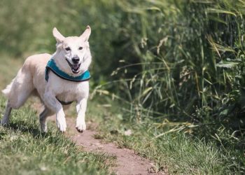 Hayvanları Koruma Kanunu, TBMM komisyonunda kabul edildi: Yasa neleri kapsıyor?
