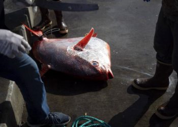 ABD: Uzmanlar, Atlantik’te karaya vuran 50 kiloluk parlak kral balığının sırrını çözmeye çalışıyor