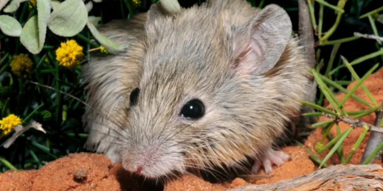 150 yıl önce neslinin tükendiğine inanılıyordu; Batı Avustralya açıklarında bir adada bulundu