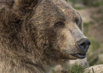 ABD'de bir boz ayı kamp alanındaki bir kadını çadırından çekip öldürdü