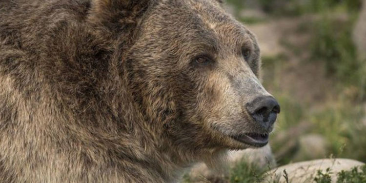 ABD'de bir boz ayı kamp alanındaki bir kadını çadırından çekip öldürdü