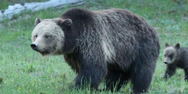 ABD'de bir kadına vahşi yaşamda ayıları rahatsız etme suçlaması
