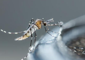 ABD'de sineklerden taşınan Batı Nil Virüsü tehlikesi: 4 eyalette insanlarda görüldü