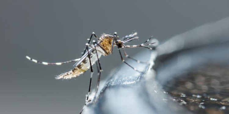 ABD'de sineklerden taşınan Batı Nil Virüsü tehlikesi: 4 eyalette insanlarda görüldü