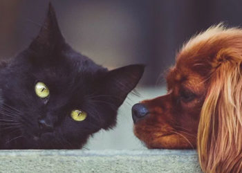 AKP'den Hayvan Hakları Yasası açıklaması: Mal ve eşya olmaktan çıkarılıp, canlı statüsüne getirilecekler