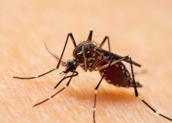 Artan kirlilik, tehlikeli sivrisinek türleri için yaşam alanları oluşturuyor