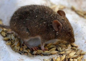 Avustralya'da fare istilası: Kapanlar yetersiz, yılanlar memnun