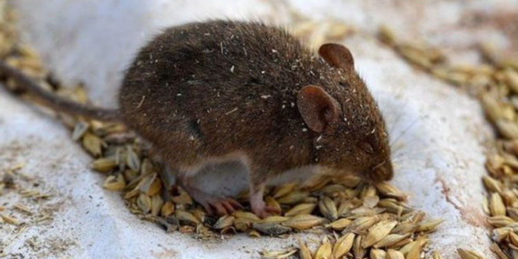 Avustralya'da fare istilası: Kapanlar yetersiz, yılanlar memnun