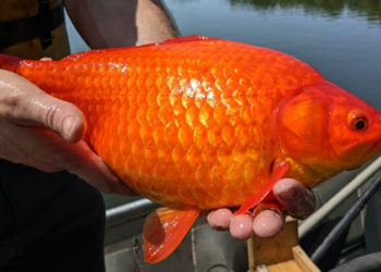 Göllere atılan Japon balıkları, devasa boyutlara ulaşarak ekosistemleri tehdit ediyor