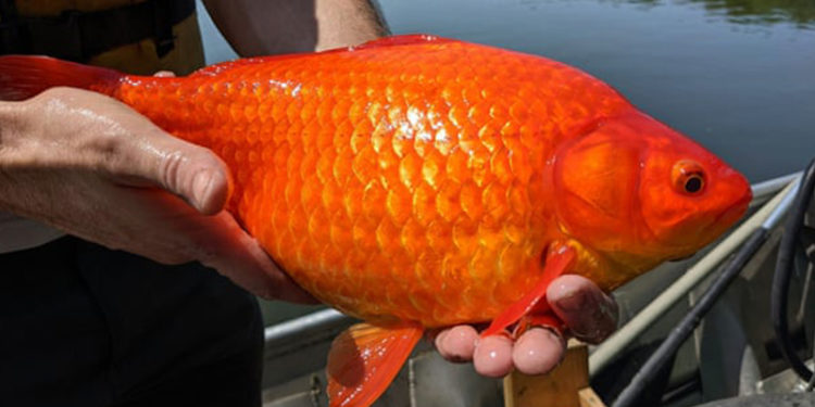 Göllere atılan Japon balıkları, devasa boyutlara ulaşarak ekosistemleri tehdit ediyor