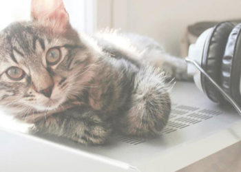 Gürültü nedeniyle eve baskın yapan polis "son ses müzik dinleyen" bir kediyle karşılaştı