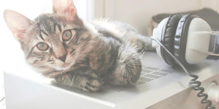 Gürültü nedeniyle eve baskın yapan polis "son ses müzik dinleyen" bir kediyle karşılaştı