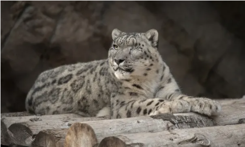 Hayvanat bahçesinde yaşayan kar leoparı Koronavirüs'e yakalandı