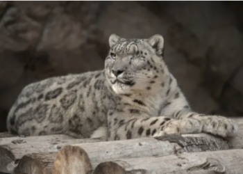 Hayvanat bahçesinde yaşayan kar leoparı Koronavirüs'e yakalandı