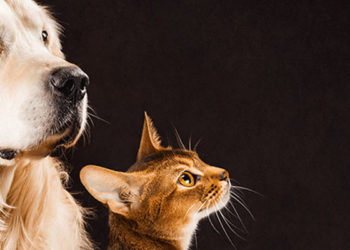 Hayvanların korunmasına ilişkin düzenleme TBMM'de kabul edildi