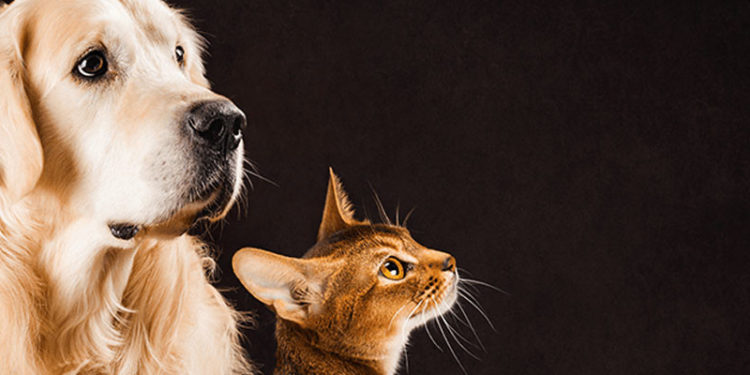 Hayvanların korunmasına ilişkin düzenleme TBMM'de kabul edildi