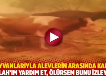 Hayvanlarıyla alevlerin arasında kaldı: Allah'ım yardım et, ölürsem bunu izleyin
